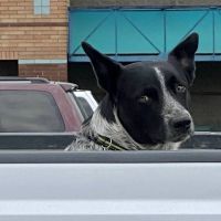 Vetco Vaccination Clinic ico