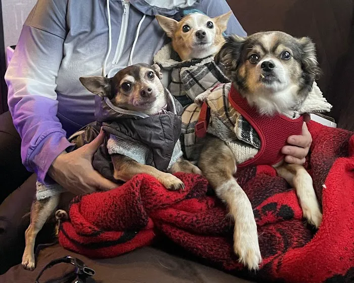 All Creatures Great and Small Veterinary Clinic Picture 4