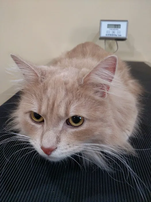 All Creatures Great and Small Veterinary Clinic Picture 3