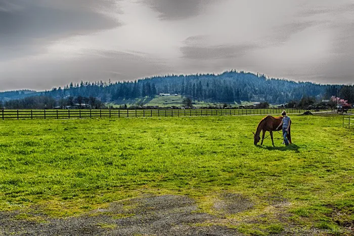 Del Oeste Equine Hospital LLC Picture 3