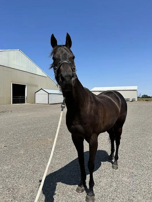Del Oeste Equine Hospital LLC Picture 10