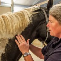 Del Oeste Equine Hospital LLC - Kathy Connell, DVM ico