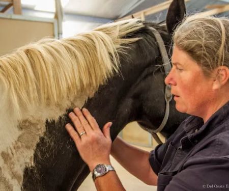 Del Oeste Equine Hospital LLC - Kathy Connell, DVM