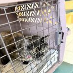 Riverbrook Animal & Eye Clinic