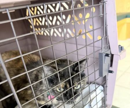 Riverbrook Animal & Eye Clinic