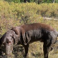 Santa Clara Animal Hospital ico