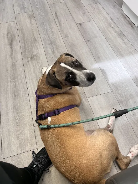 Santa Clara Animal Hospital Picture 4