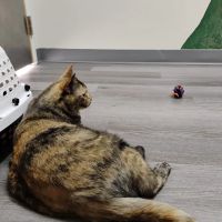 The Veterinary Hospital ico