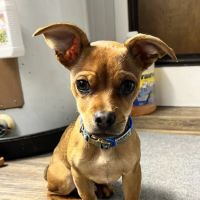 The Ark Veterinary Clinic ico