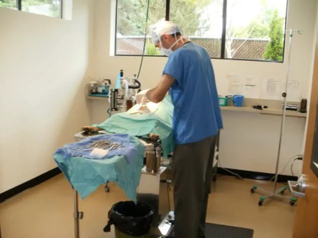 The Ark Veterinary Clinic Picture 9