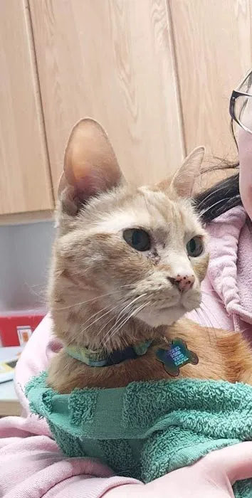 Echo Hollow Veterinary Hospital and Urgent Care Picture 2