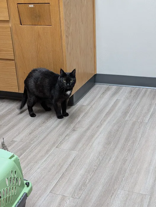 Echo Hollow Veterinary Hospital and Urgent Care Picture 1