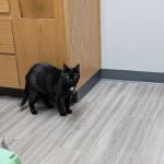 Echo Hollow Veterinary Hospital and Urgent Care