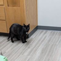 Echo Hollow Veterinary Hospital and Urgent Care ico