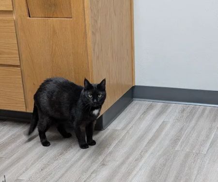 Echo Hollow Veterinary Hospital and Urgent Care
