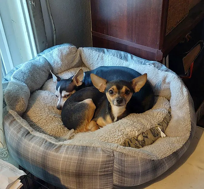 Echo Hollow Veterinary Hospital and Urgent Care Picture 4
