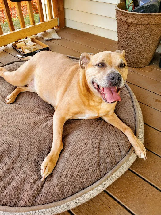 Echo Hollow Veterinary Hospital and Urgent Care Picture 5