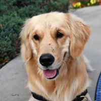 Animal Eye Center ico