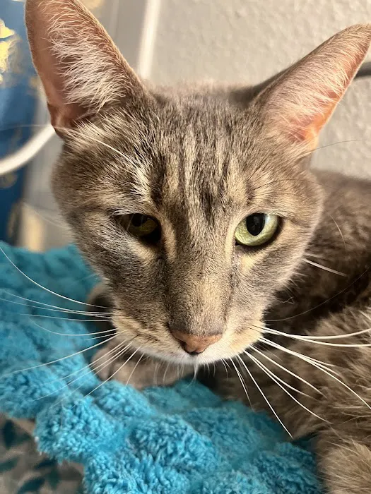 Animal Eye Center Picture 4