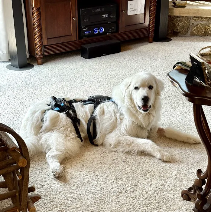 VCA Veterinary Specialists of Northern Colorado Picture 4