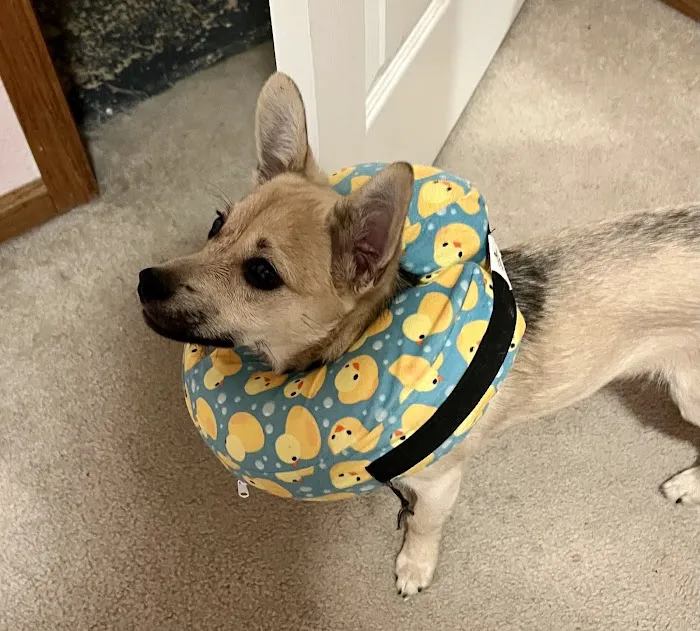 VCA Veterinary Specialists of Northern Colorado Picture 5