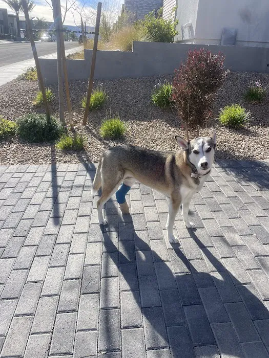 VCA Veterinary Specialists of Northern Colorado Picture 8