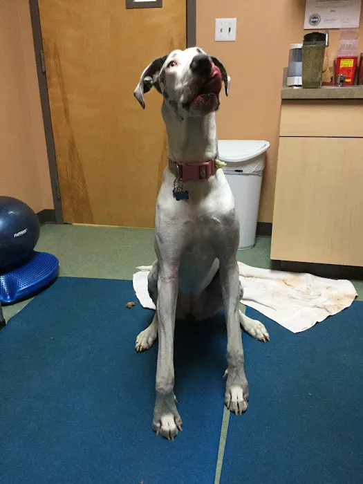 VCA Veterinary Specialists of Northern Colorado Picture 6