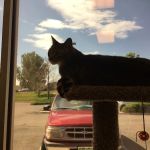 Edwards Veterinary Care