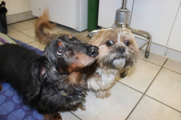 Alpine Veterinary Hospital Picture 4