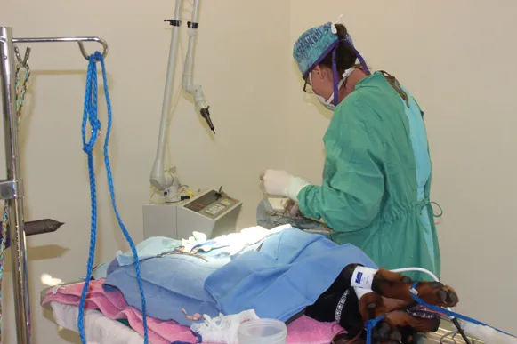 Alpine Veterinary Hospital Picture 8