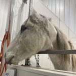 Countryside Large Animal Vet