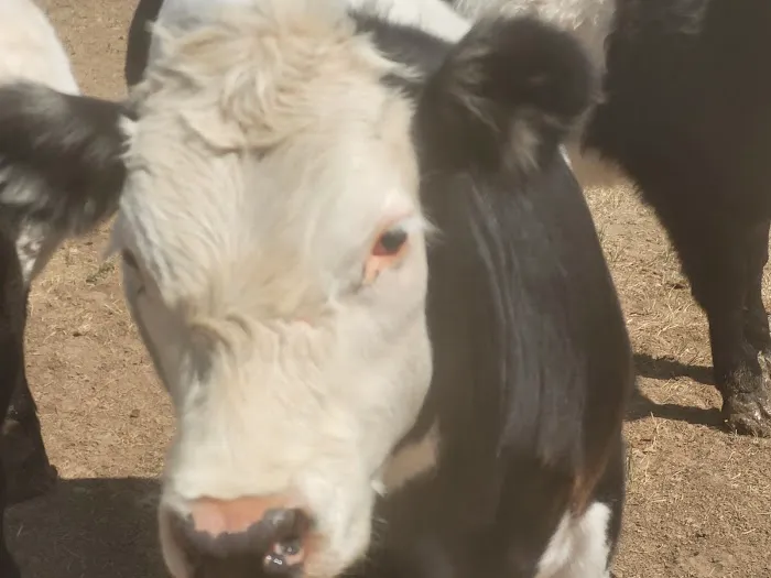 Countryside Large Animal Vet Picture 10