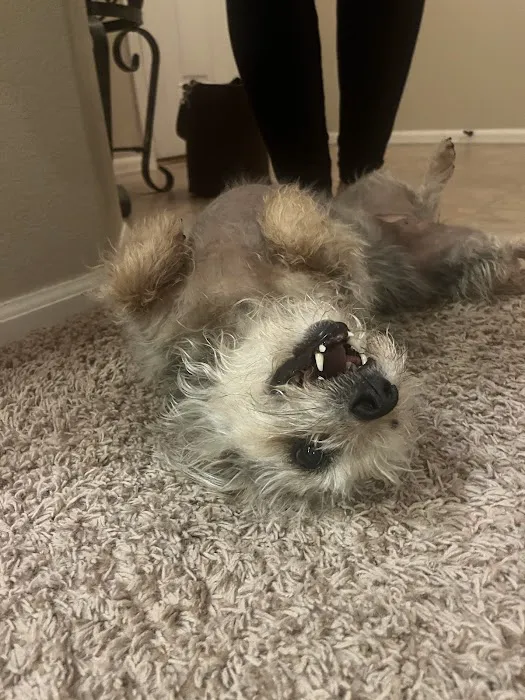 Twin Peaks Veterinary Dental & Surgery Picture 9