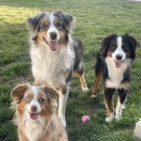 Raintree Animal Hospital Timnath ico