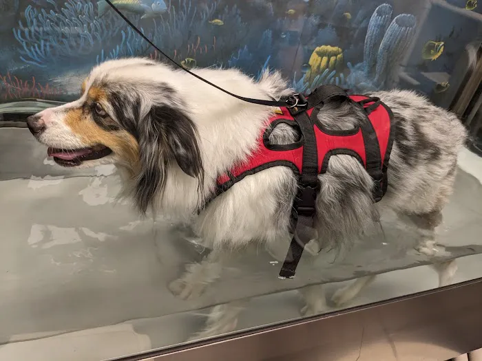 The Downing Center for Animal Pain Management Picture 7