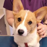 Animal Dental Care & Oral Surgery ico