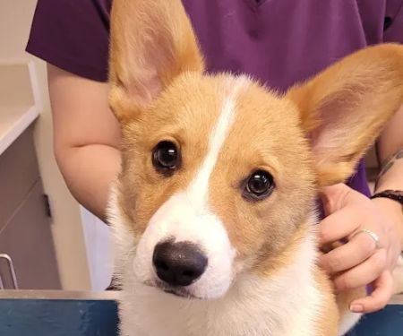 Animal Dental Care & Oral Surgery