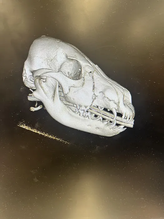 Animal Dental Care & Oral Surgery Picture 5