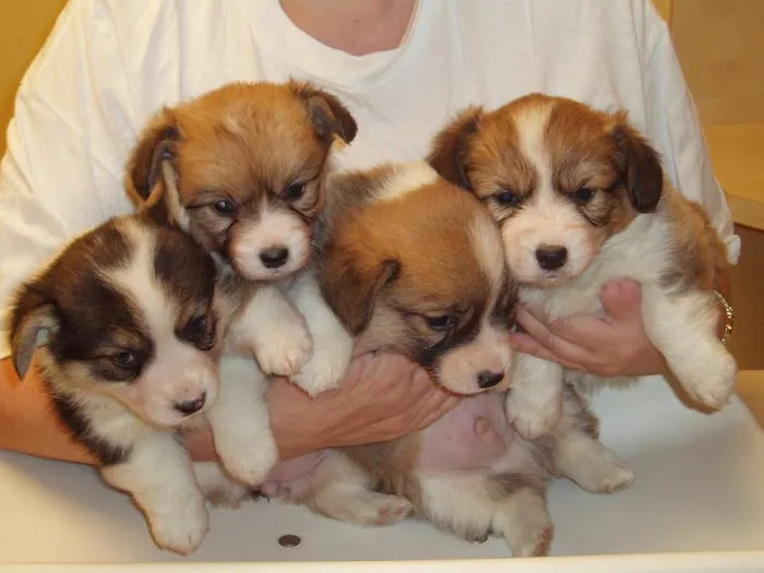 Paws of the Rockies Animal Hospital Picture 4