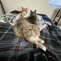 Animal Care Hospital ico