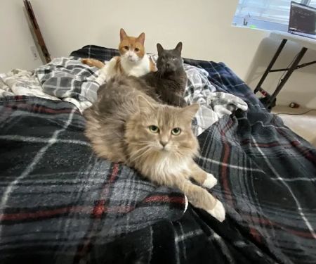 Animal Care Hospital