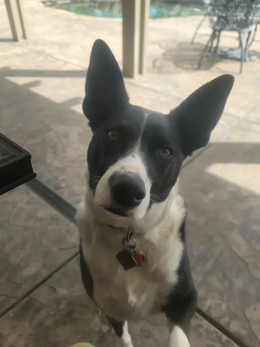 Alamo Animal Hospital Picture 9
