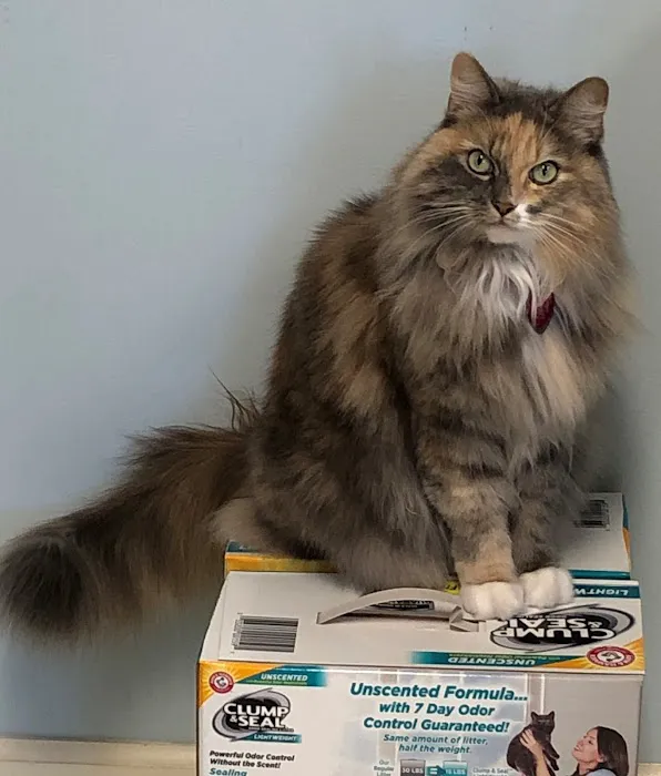 Alamo Animal Hospital Picture 7
