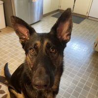 Alamo Animal Hospital: Dhaliwal M DVM ico