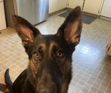 Alamo Animal Hospital: Dhaliwal M DVM
