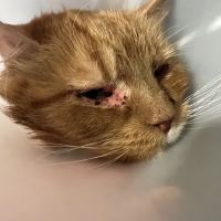 Animal Ophthalmology Services ico