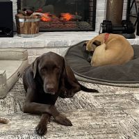 Vacaville Animal Care Center ico