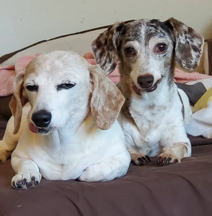 Happy Tails Animal Hospital Picture 7