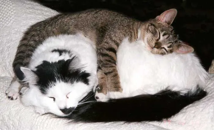 Happy Tails Animal Hospital Picture 9