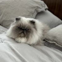 Vaca Valley Veterinary Hospital ico